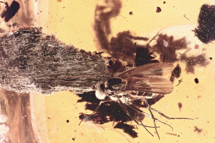 Detailed Fossil Long-Legged Fly (Dolichopodidae) in Baltic Amber #330714